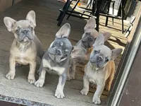 Violet, a female French Bulldog for sale in Winslow, IN – 1 of 4