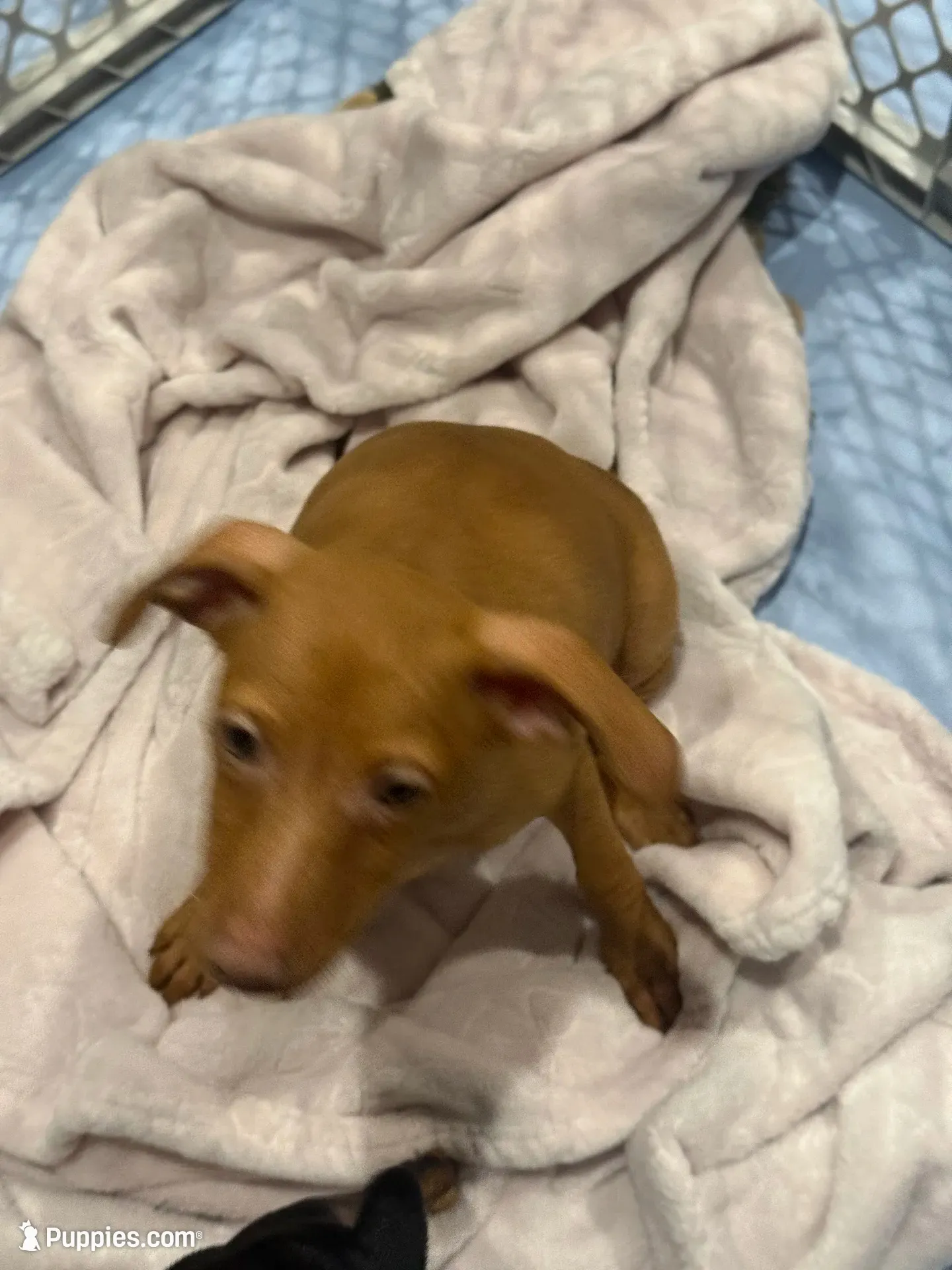 JJ, a male Miniature Pinscher for sale in Pittsfield, MA – 2 of 4
