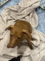 JJ, a male Miniature Pinscher for sale in Pittsfield, MA – 3 of 4