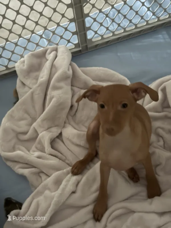 JJ – Miniature Pinscher puppy for sale in Pittsfield, MA