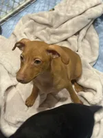 JJ, a male Miniature Pinscher for sale in Pittsfield, MA – 4 of 4