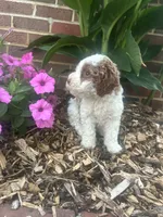 Jessy, a male Cockapoo for sale in Rural Retreat, VA – 2 of 4