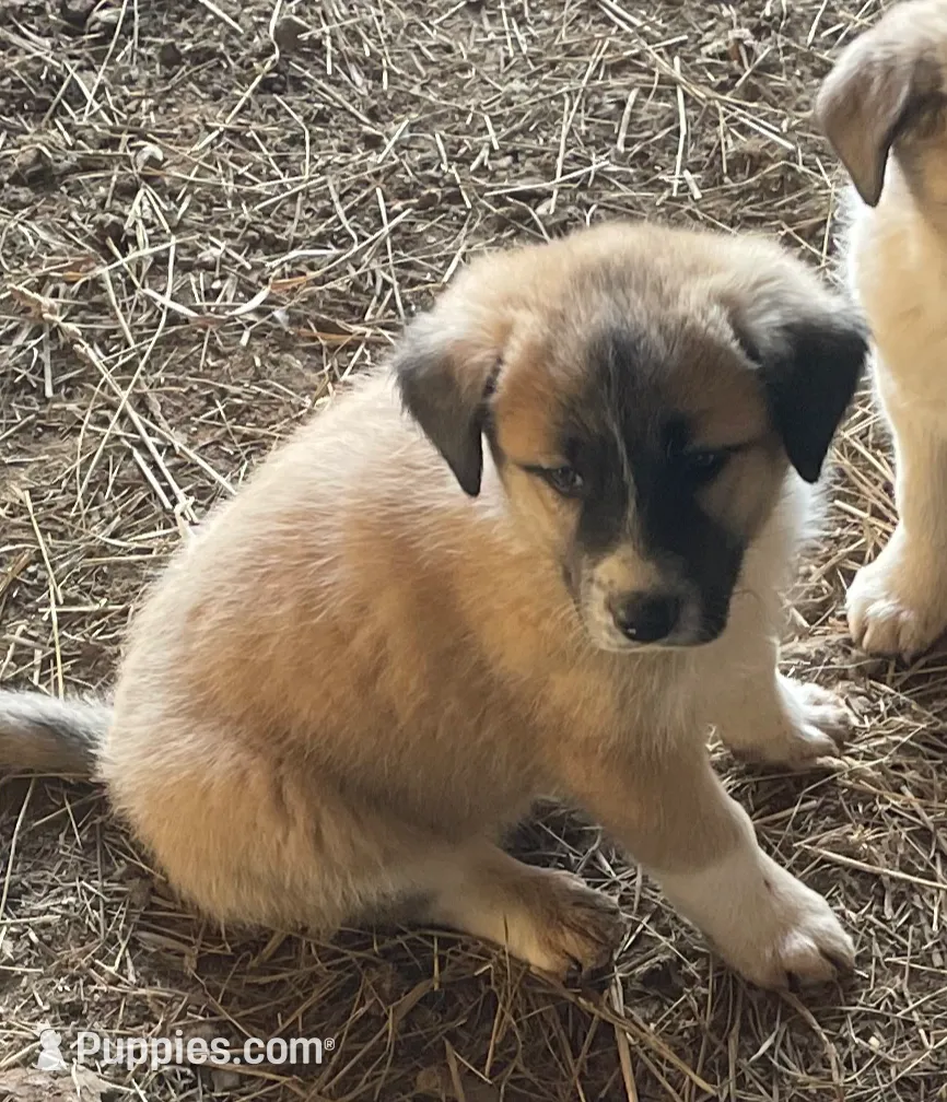Great Pyrenees/ Border collie