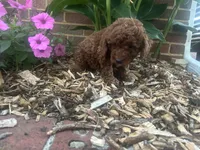 Jenny, a female Cockapoo for sale in Rural Retreat, VA – 2 of 4