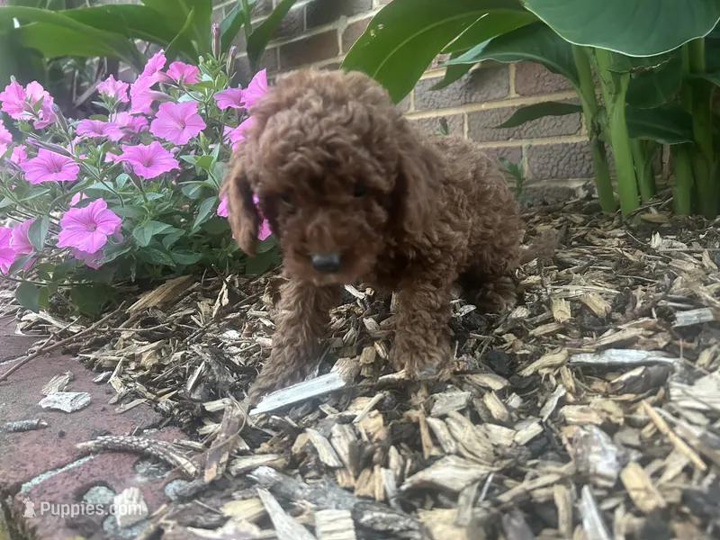 Jenny – Cockapoo puppy for sale in Rural Retreat, VA