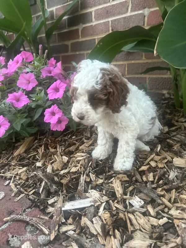 Jessy – Cockapoo puppy for sale in Rural Retreat, VA