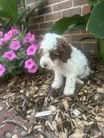 Jessy, a male Cockapoo for sale in Rural Retreat, VA – 1 of 4