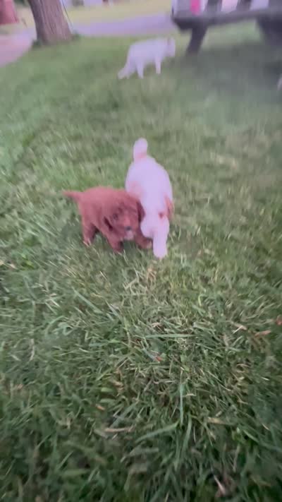 Jessy, a male Cockapoo for sale in Rural Retreat, VA – 3 of 4