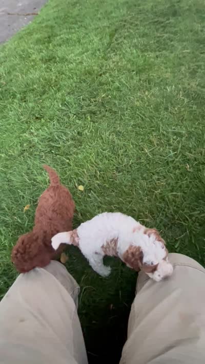 Jessy, a male Cockapoo for sale in Rural Retreat, VA – 4 of 4