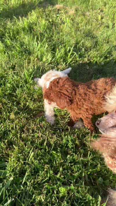 Jenny, a female Cockapoo for sale in Rural Retreat, VA – 3 of 4