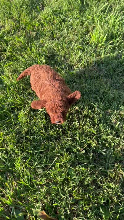 Jenny, a female Cockapoo for sale in Rural Retreat, VA – 4 of 4