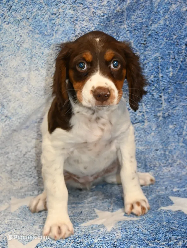 Lacy – Brittany puppy for sale in Kansas City, MO