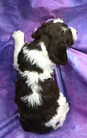 Ryan, a male Brittany for sale in Kansas City, MO – 2 of 2