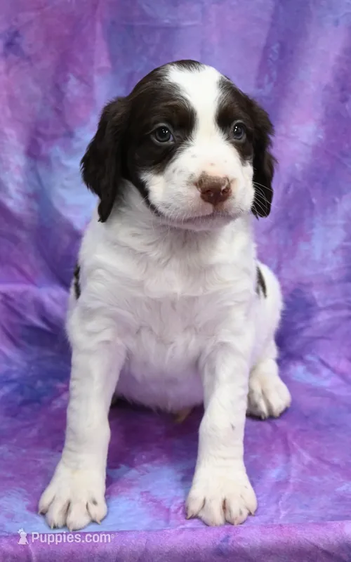 Roger – Brittany puppy for sale in Kansas City, MO
