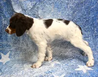 Lacy, a female Brittany for sale in Kansas City, MO – 3 of 4
