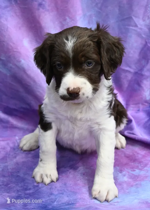 Ryan – Brittany puppy for sale in Kansas City, MO