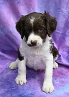 Ryan, a male Brittany for sale in Kansas City, MO – 1 of 2