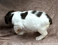 Lacy, a female Brittany for sale in Kansas City, MO – 3 of 3