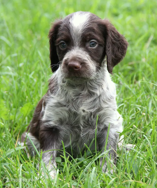 Girl Puppy – Brittany puppy for sale in Kansas City, MO