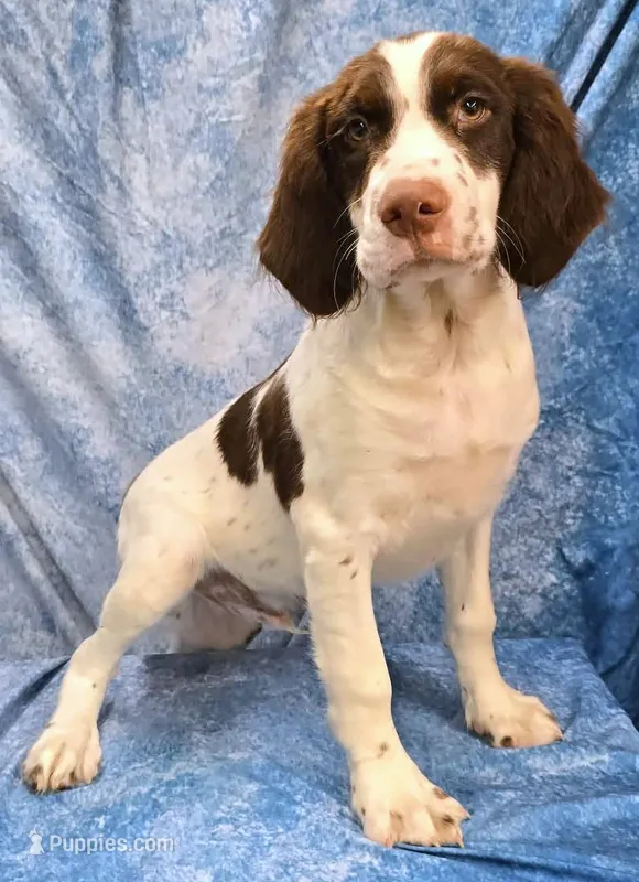 Roger – Brittany puppy for sale in Kansas City, MO