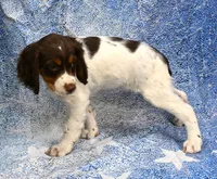 Lacy, a female Brittany for sale in Kansas City, MO – 4 of 4
