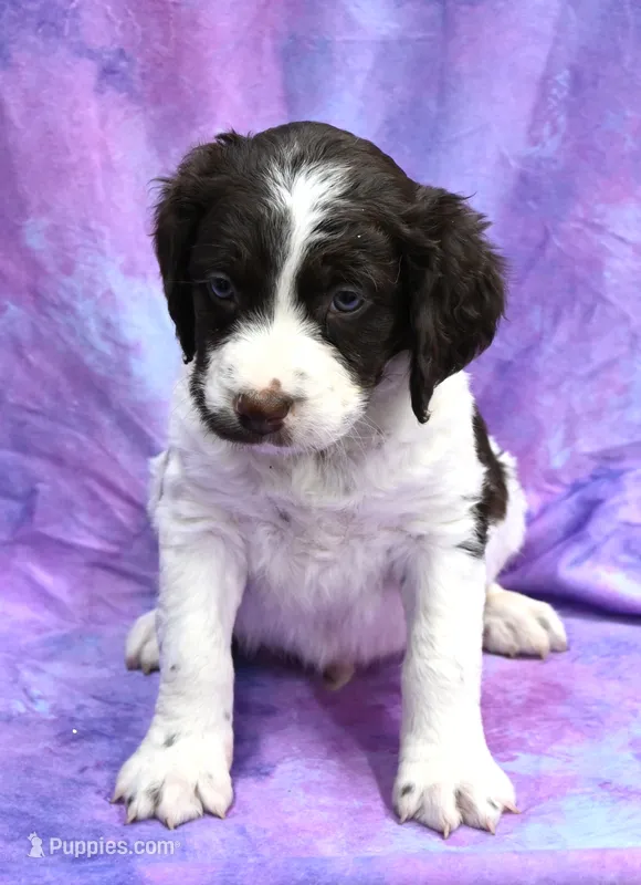 Riley – Brittany puppy for sale in Kansas City, MO