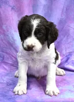 Riley, a male Brittany for sale in Kansas City, MO – 1 of 2