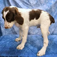 Roger, a male Brittany for sale in Kansas City, MO – 2 of 2