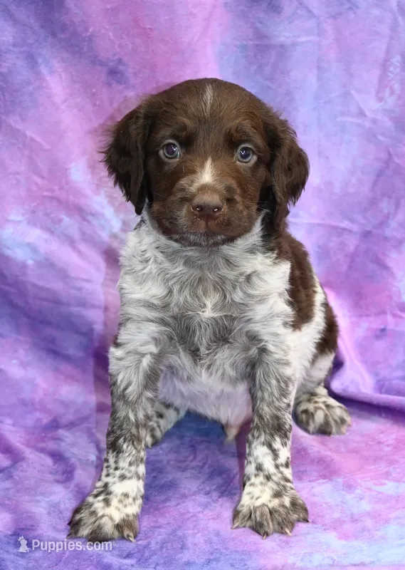 Rip – Brittany puppy for sale in Kansas City, MO