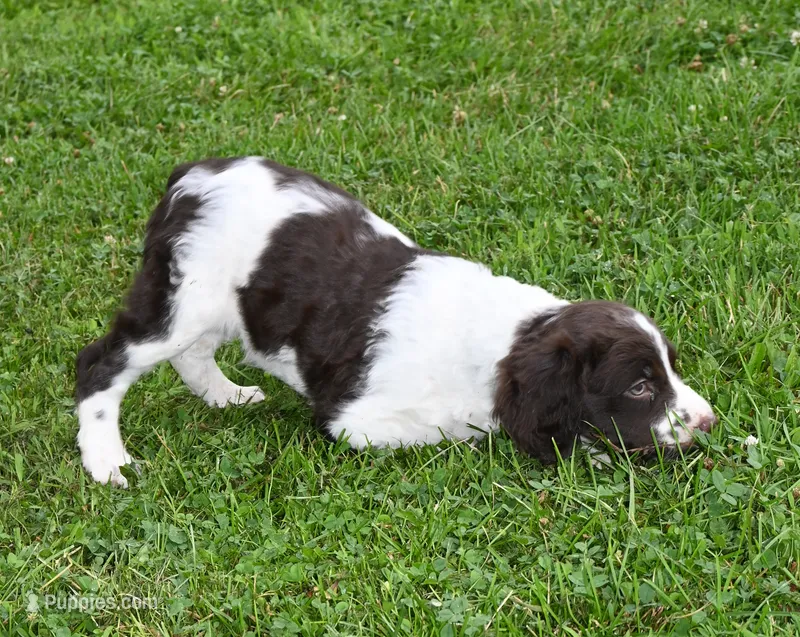 Riley – Brittany puppy for sale in Kansas City, MO