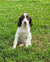 Roger, a male Brittany for sale in Kansas City, MO – 3 of 3