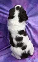 Roger, a male Brittany for sale in Kansas City, MO – 2 of 2