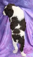 Riley, a male Brittany for sale in Kansas City, MO – 2 of 2