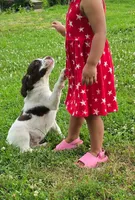 Roger, a male Brittany for sale in Kansas City, MO – 2 of 3