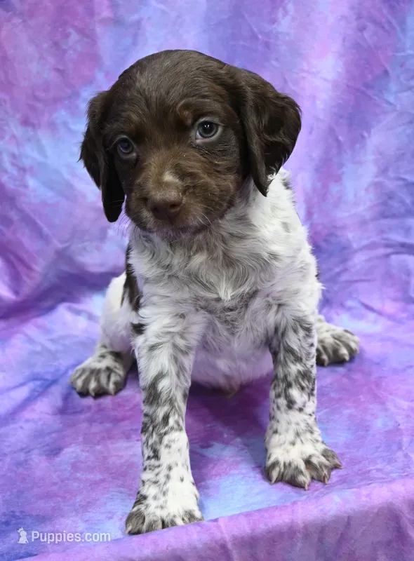 Raff – Brittany puppy for sale in Kansas City, MO