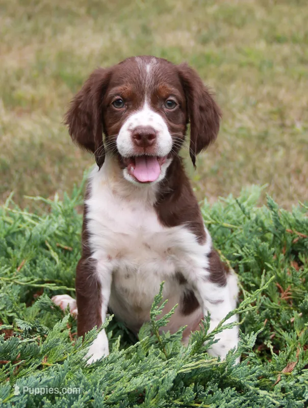 Boy Puppy, a male Brittany for sale in Kansas City, MO – 1 of 1