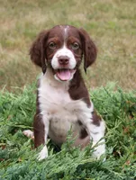 Boy Puppy, a male Brittany for sale in Kansas City, MO – 1 of 1