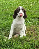 Roger, a male Brittany for sale in Kansas City, MO – 1 of 3