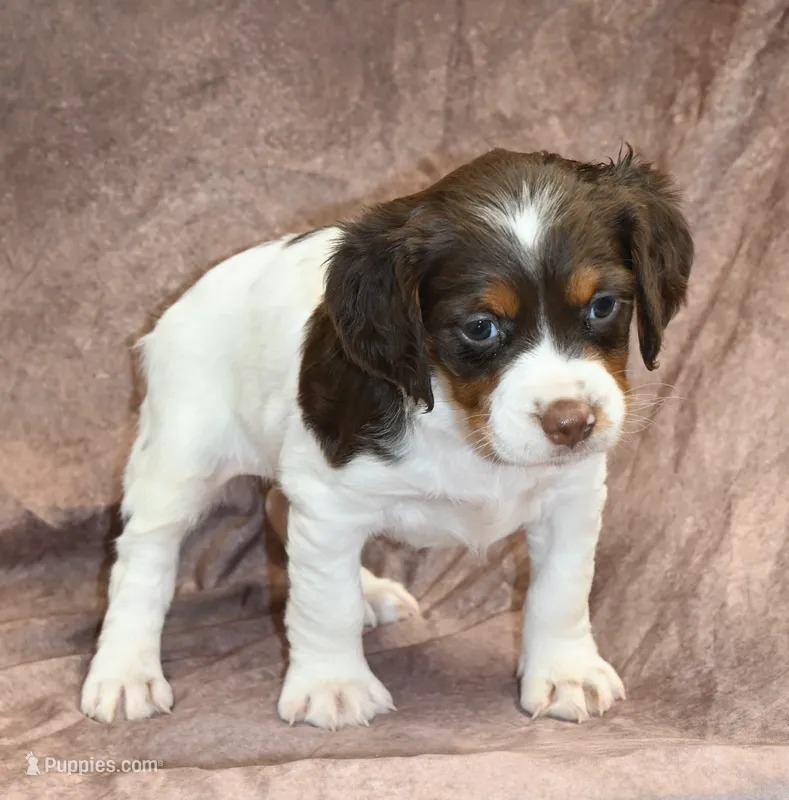Lacy – Brittany puppy for sale in Kansas City, MO