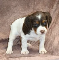 Lacy, a female Brittany for sale in Kansas City, MO – 1 of 3