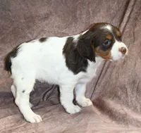 Lacy, a female Brittany for sale in Kansas City, MO – 2 of 3