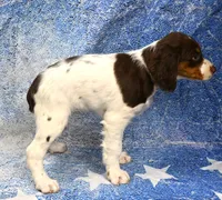 Lacy, a female Brittany for sale in Kansas City, MO – 2 of 4