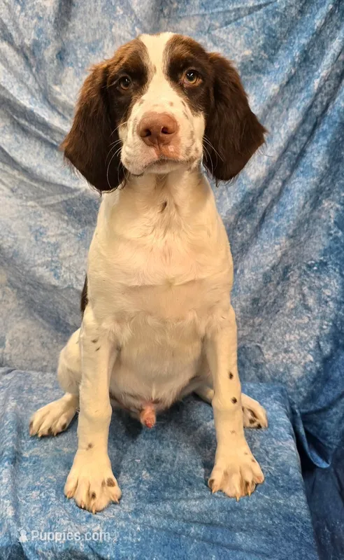 Roger – Brittany puppy for sale in Kansas City, MO