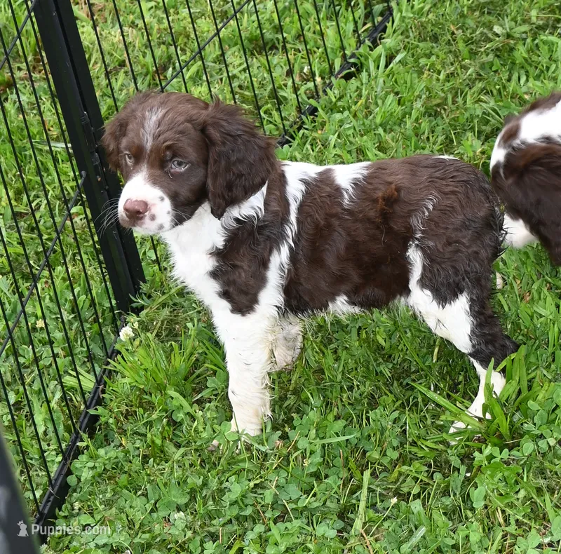 Ryan – Brittany puppy for sale in Kansas City, MO