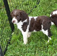 Ryan, a male Brittany for sale in Kansas City, MO – 1 of 1