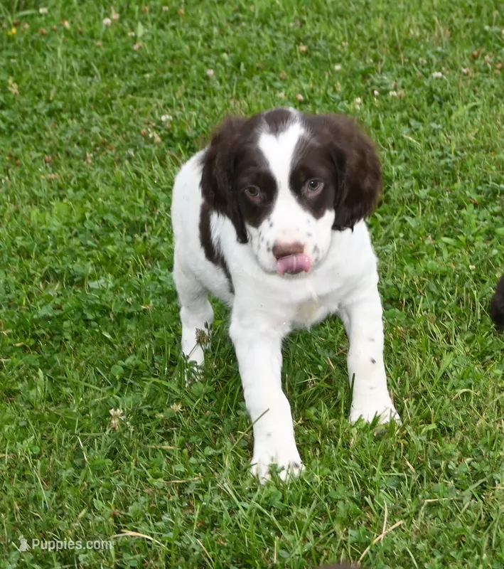 Roger – Brittany puppy for sale in Kansas City, MO