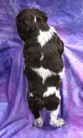 Rip, a male Brittany for sale in Kansas City, MO – 2 of 2