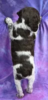 Raff, a male Brittany for sale in Kansas City, MO – 2 of 2