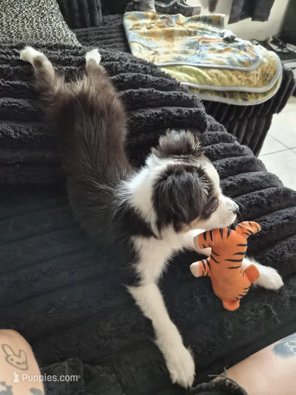 Lucy , a female Toy Australian Shepherd for sale in St. Petersburg, FL – Photo 1 of 3