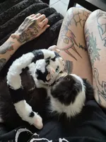 Lucy , a female Toy Australian Shepherd for sale in St. Petersburg, FL – Photo 2 of 3